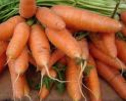 Las zanahorias son muy nutritivas y ricas en caroteno o provitamina A Las zanahorias son muy nutritivas y ricas en caroteno o provitamina A